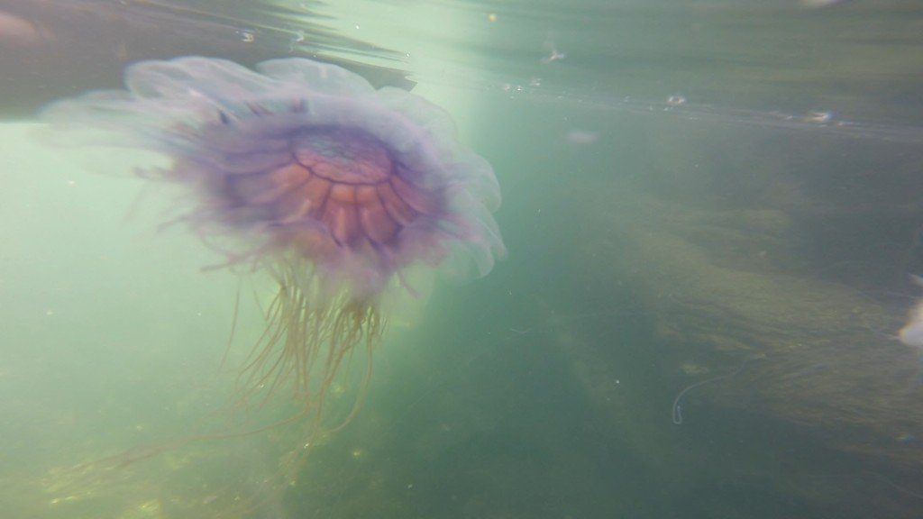 Blue Jellyfish 2