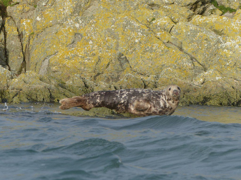 A grey seal trying not to get its flippers wet.