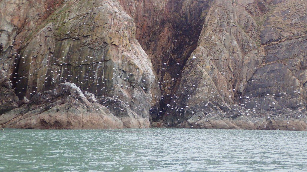 Guillemots comings and goings