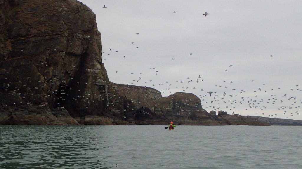 Guillemots comings and goings