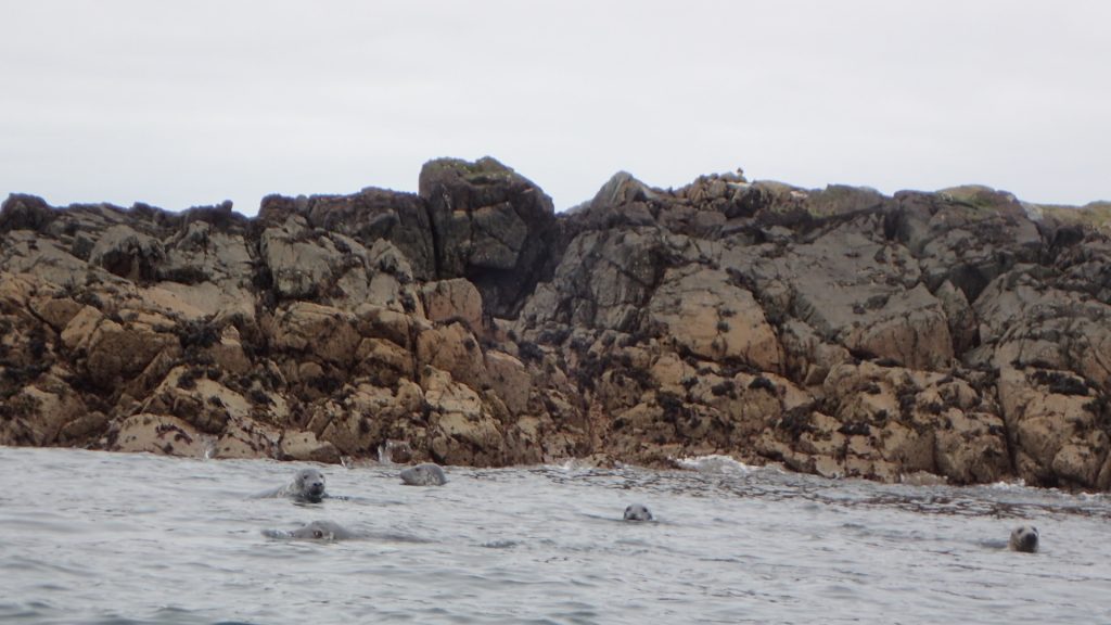 Skerries Seals