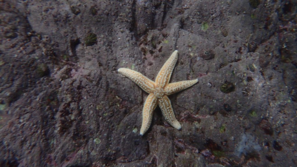 "Five Star" Starfish underwater shot