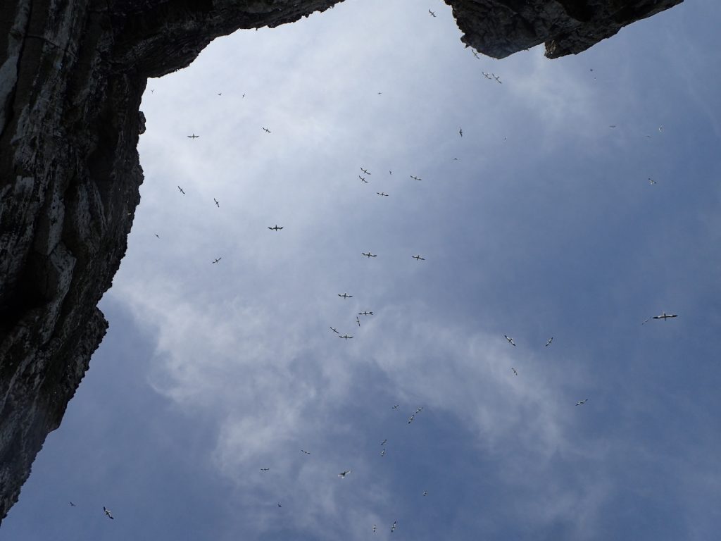 Gannets above the Bempton Arch
