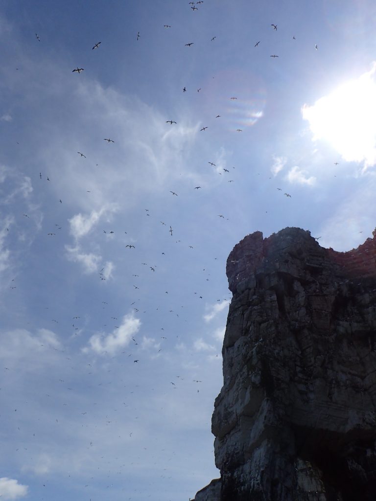 Gannets above the Bempton Arch