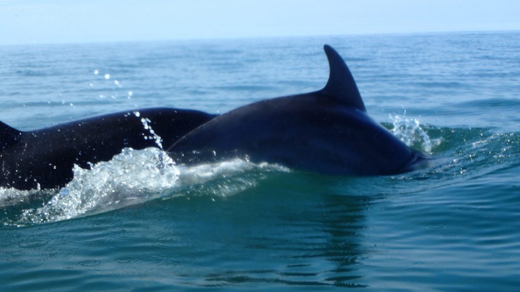 Welsh Dolphins