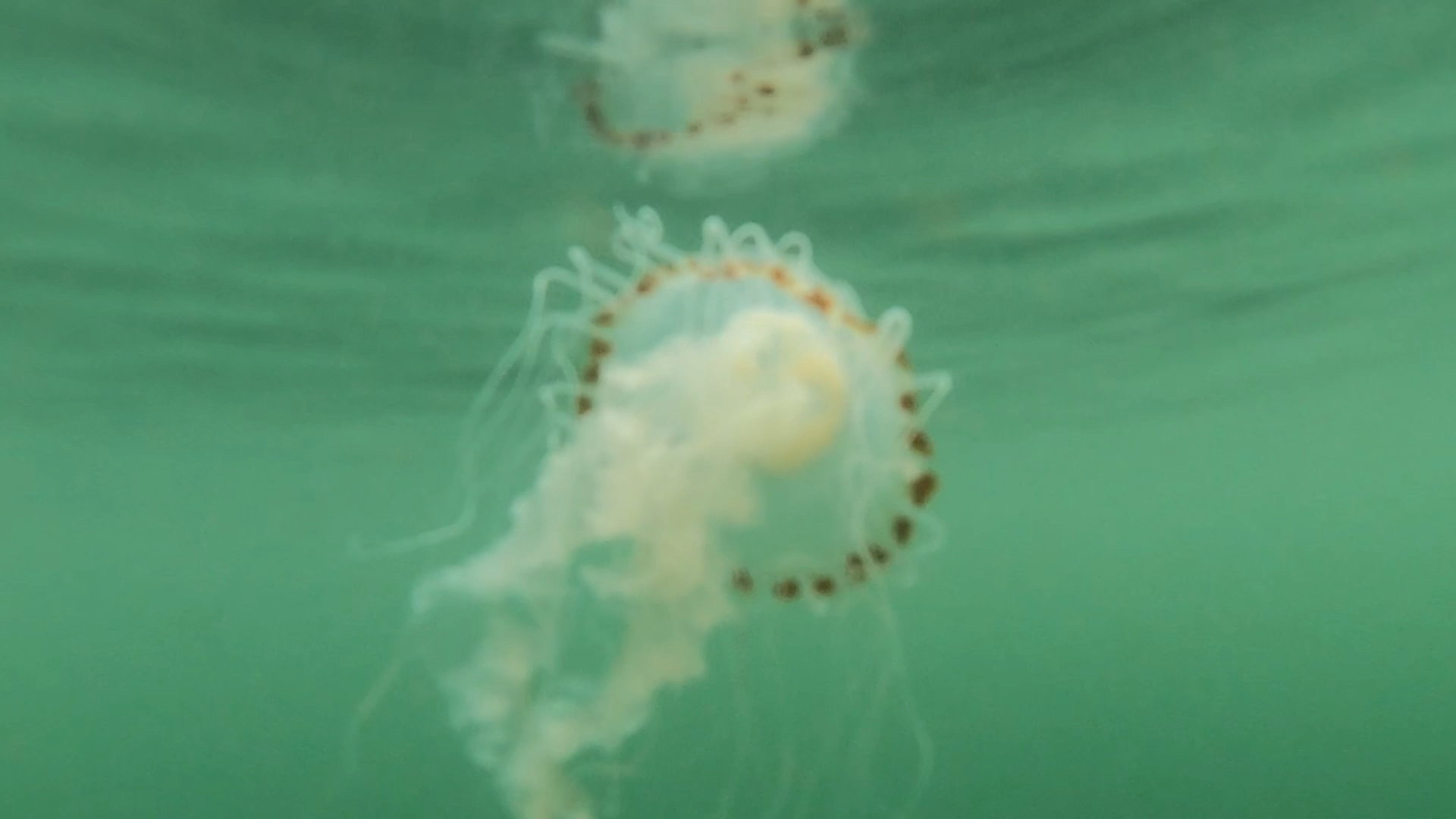 Compass Jelly