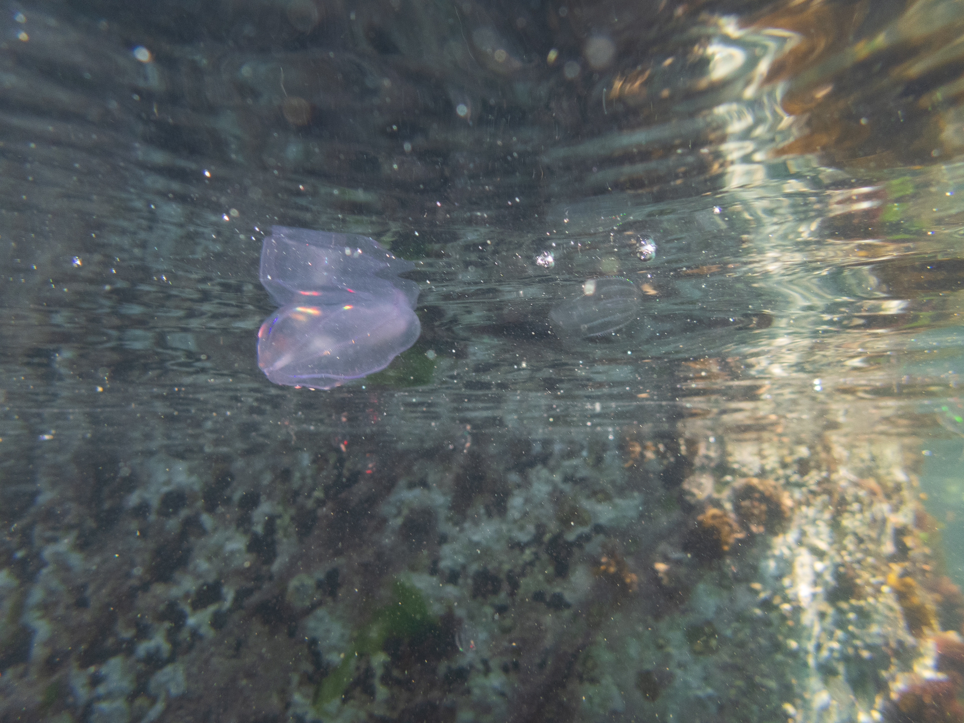 Comb Jelly (with some Gooseberry's in the background). Note the bioluminescence