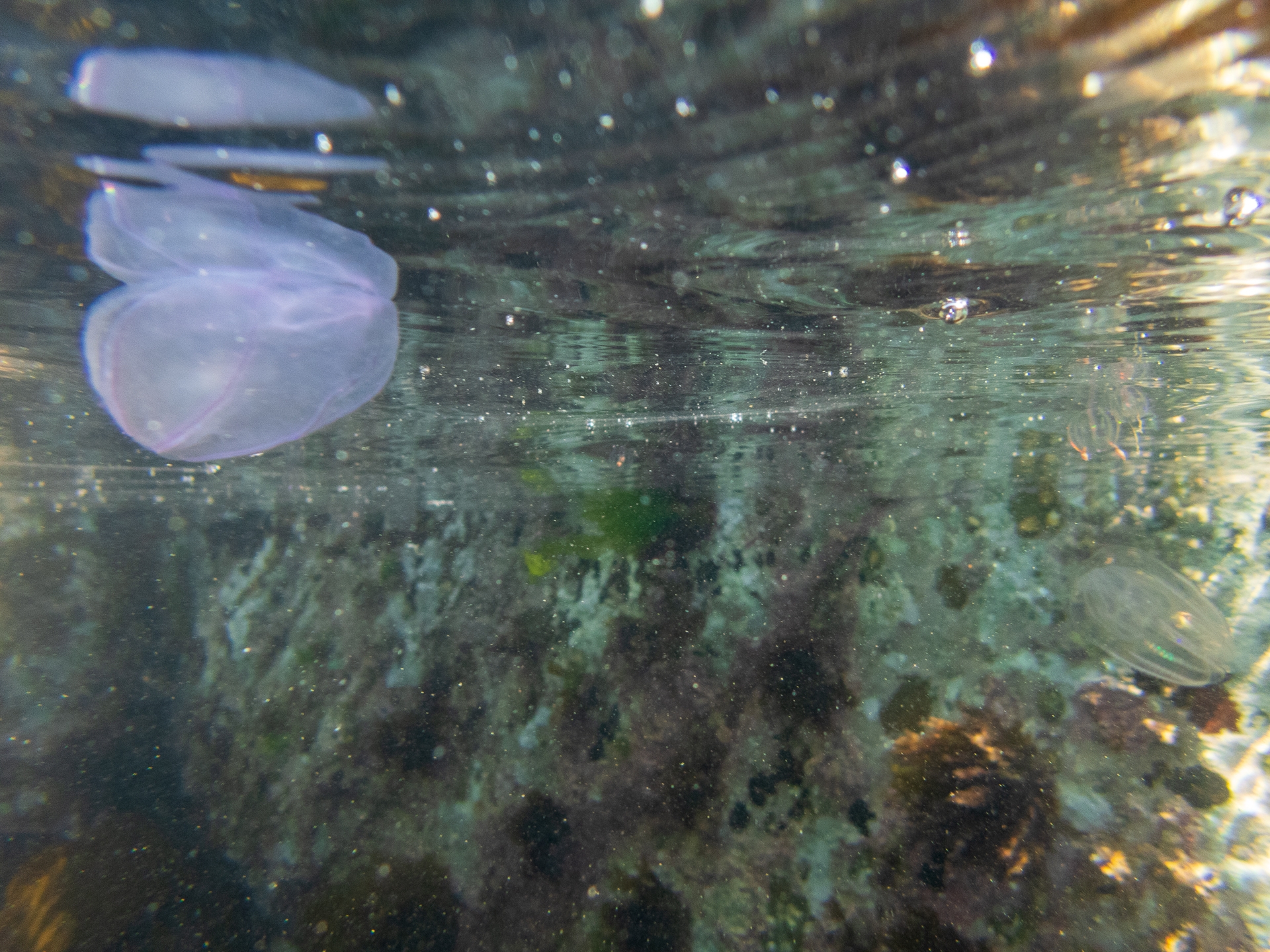 Comb Jelly (with some Gooseberry's in the background). Note the bioluminescence
